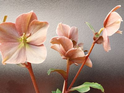 Helleborus HGC® 'Cinnamon Snow' -Ship Only