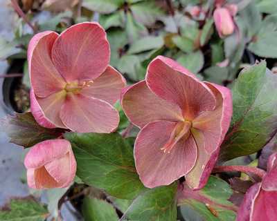Helleborus HGC® 'Pink Frost' -Ship Only