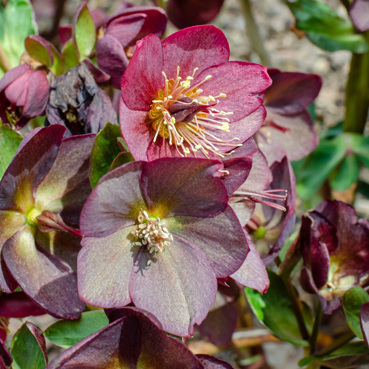 Helleborus HGC® Ice N' Roses® Red -Ship Only