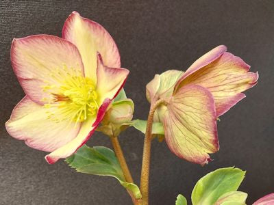 Helleborus HGC® Ice N' Roses®PurpleSunri -Ship Only