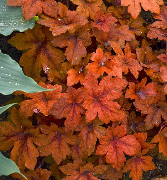 Heucherella 'Pumpkin Spice' -Ship Only