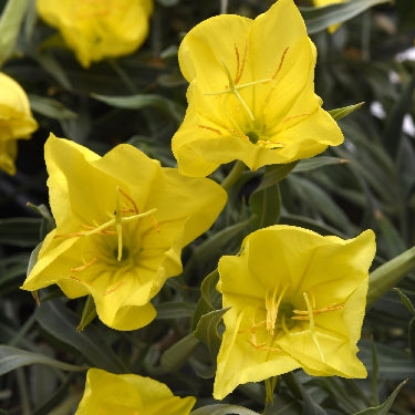 Oenothera m. 'Evening Sun' -Ship Only
