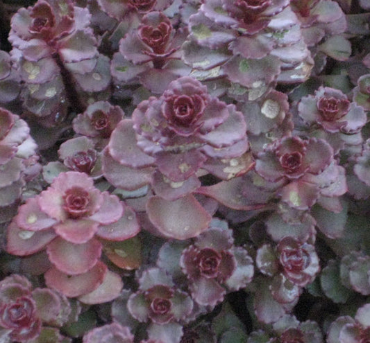 Sedum s. 'Voodoo' -Ship Only