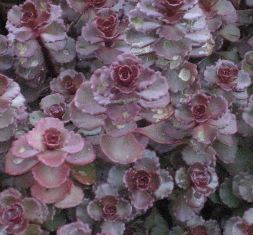 Sedum s. 'Voodoo' -Ship Only