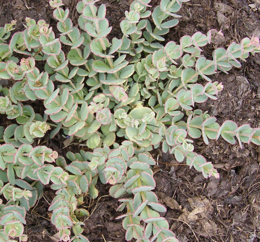 Sedum sieboldii -Ship Only
