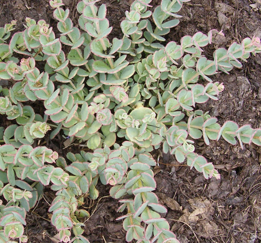 Sedum sieboldii -Ship Only