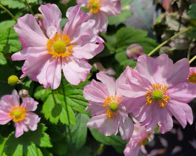Anemone h. 'Pocahontas' -Ship Only