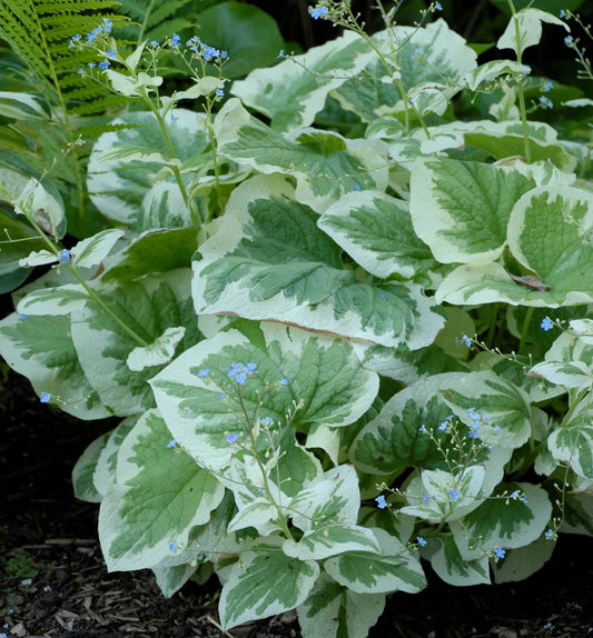 Brunnera m. 'Variegata' -Ship Only