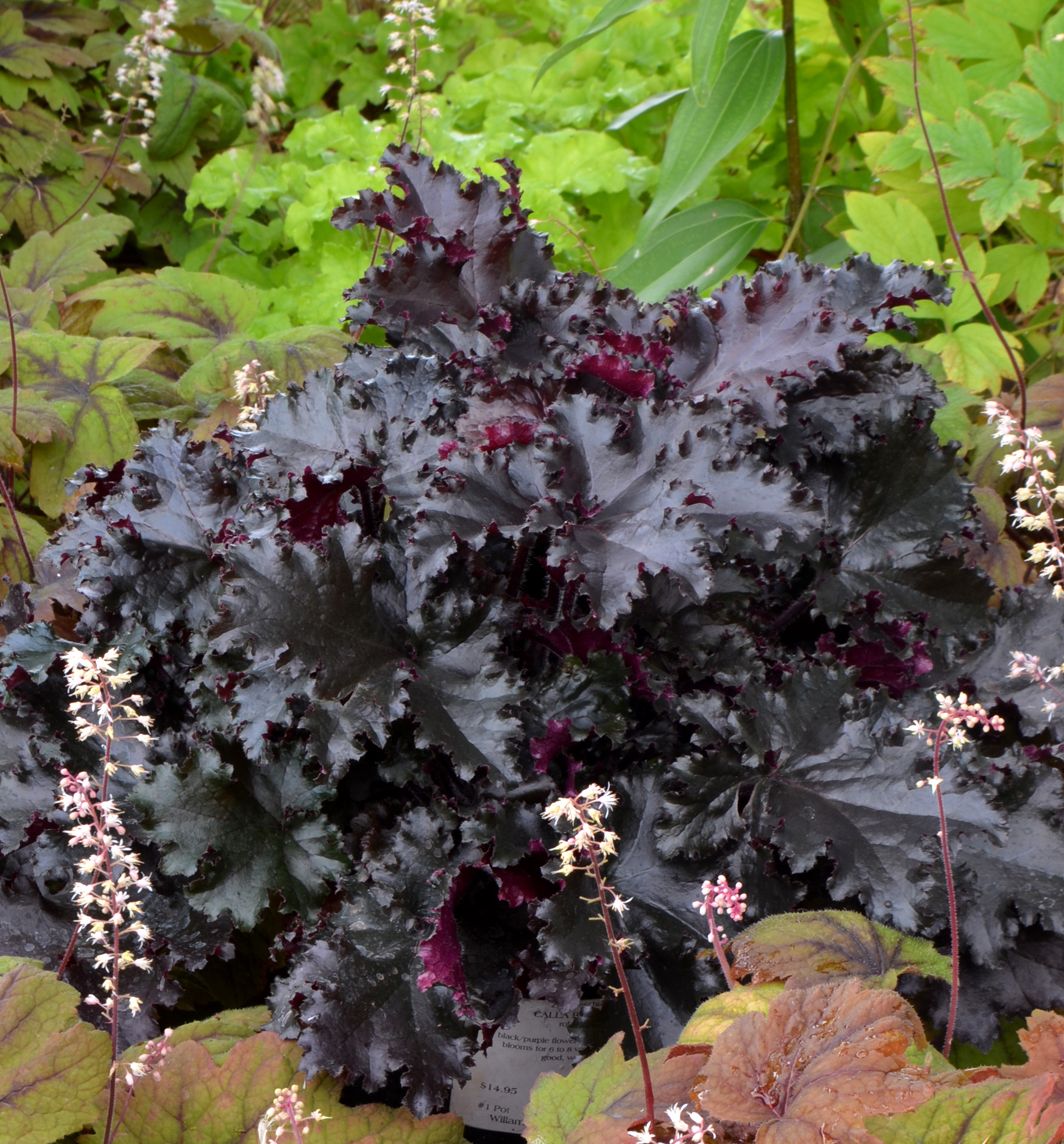 Heuchera 'Black Taffeta' -Ship Only