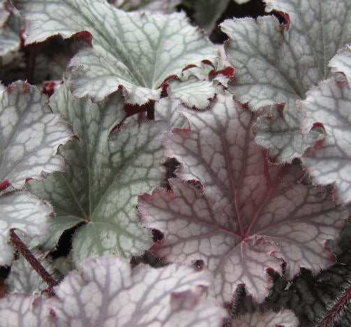 Heuchera 'Frosted Violet' -Ship Only