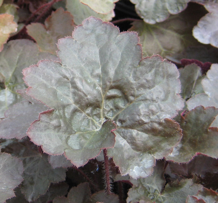 Heuchera m. 'Palace Purple' -Ship Only