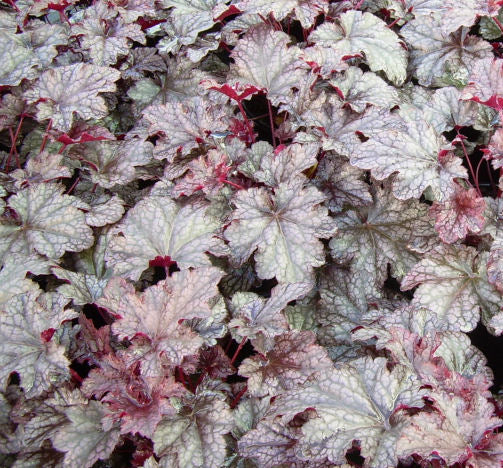 Heuchera 'Plum Pudding' -Ship Only