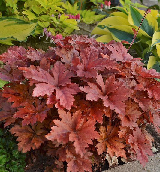 Heucherella Fun and GamesĀ® 'Hopscotch' -Ship Only