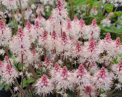 Tiarella 'Spring Symphony' -Ship Only