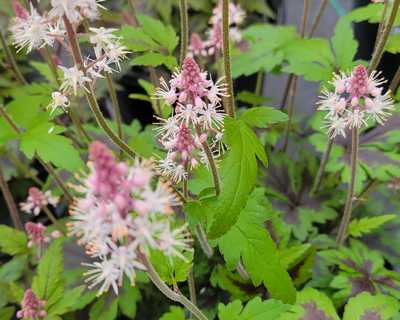 Tiarella 'Sugar and Spice' -Ship Only