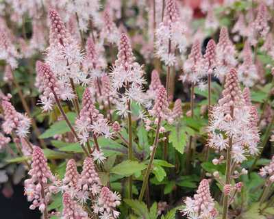 Tiarella 'Pink Skyrocket' -Ship Only