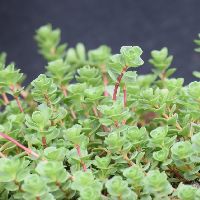 Sedum s. 'John Creech' -Ship Only