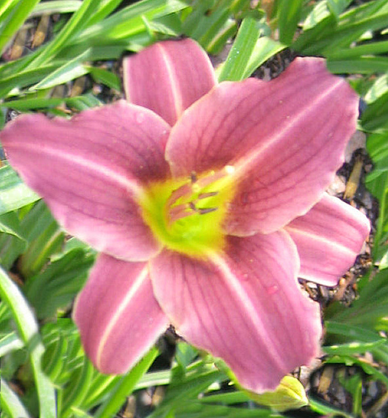 Hemerocallis 'Purple de Oro' -Ship Only