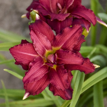Hemerocallis 'Double Pardon Me' -Ship Only