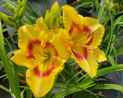 Hemerocallis 'Monterey Jack' -Ship Only