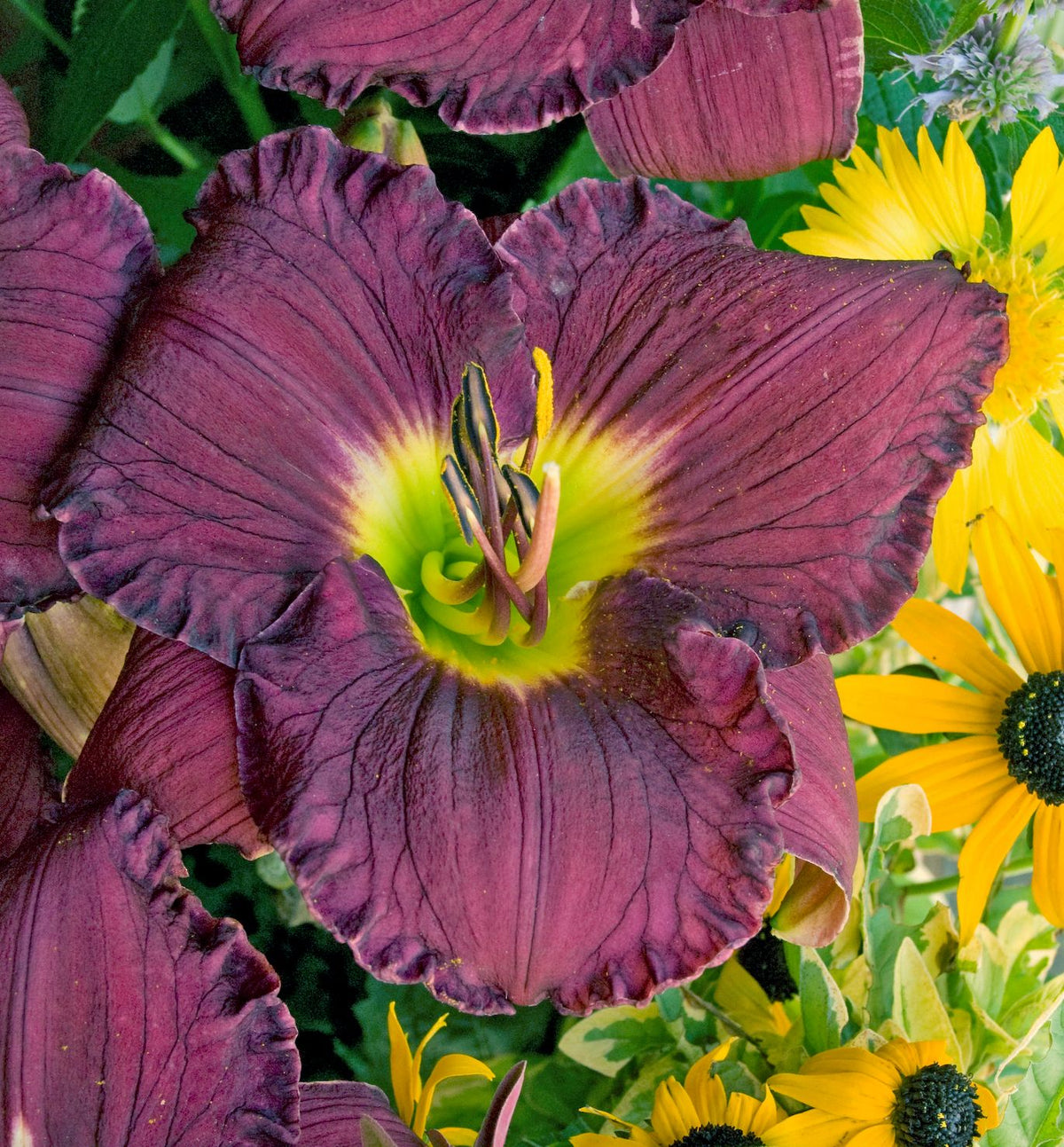 Hemerocallis 'Nosferatu' -Ship Only