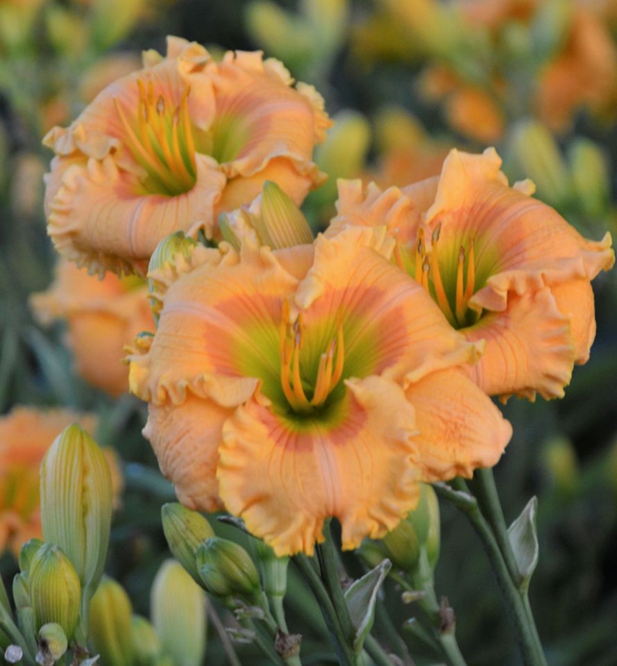 Hemerocallis 'Orange Smoothie' -Ship Only