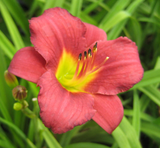 Hemerocallis 'Pardon Me' -Ship Only