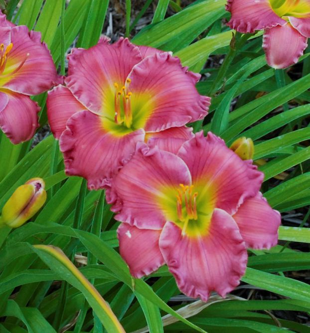 Hemerocallis 'Passionate Returns' -Ship Only