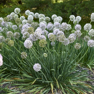 Allium 'Bobblehead' -Ship Only