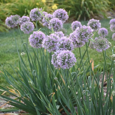 Allium 'Bubble Bath' -Ship Only