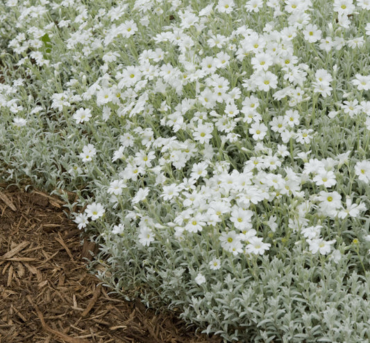 Cerastium tomentosum -Ship Only