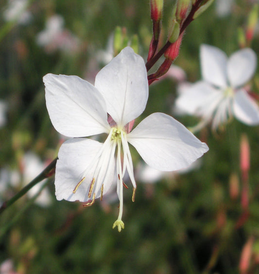 Gaura l. 'Whirling Butterflies' -Ship Only