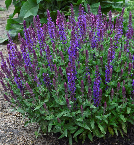Salvia n. 'New Dimension Blue' -Ship Only