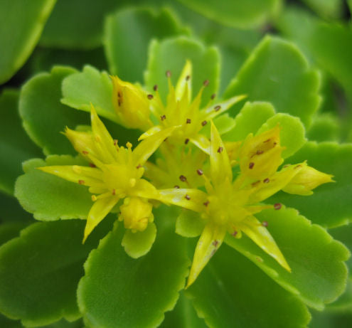 Sedum kamtschaticum -Ship Only