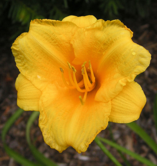 Hemerocallis 'Stella de Oro' -Ship Only