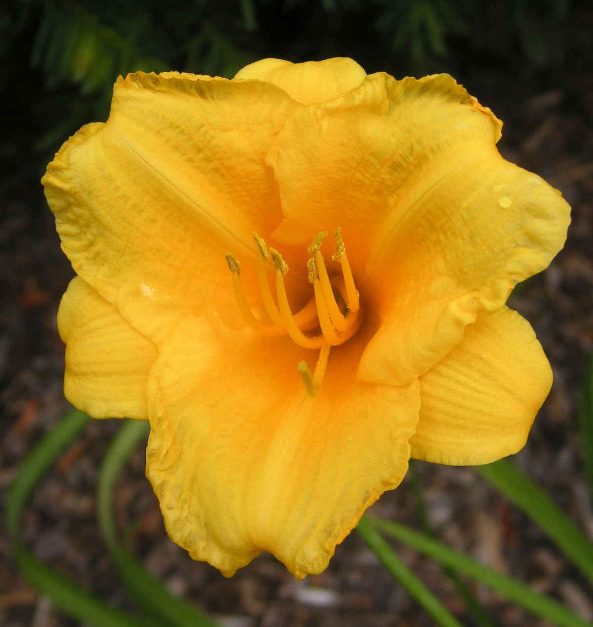 Hemerocallis 'Stella de Oro' -Ship Only