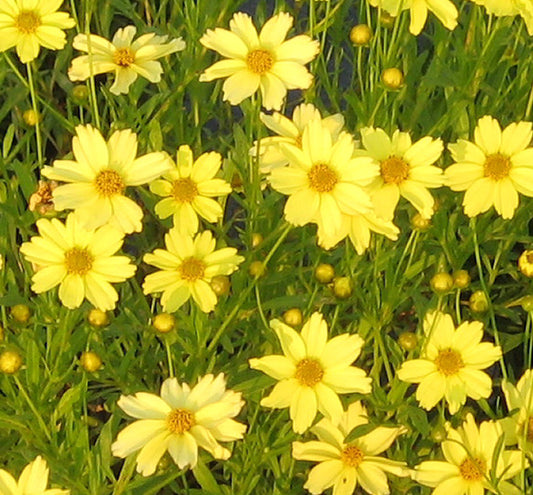 Coreopsis 'Crème Brulée' -Ship Only