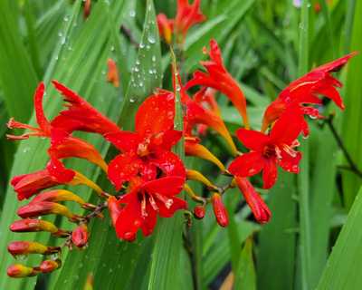 Crocosmia 'Lucifer' -Ship Only