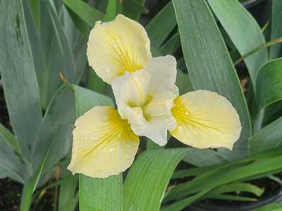 Iris s. 'Butter and Sugar' -Ship Only