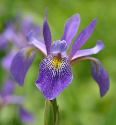 Iris v. 'Purple Flame' -Ship Only