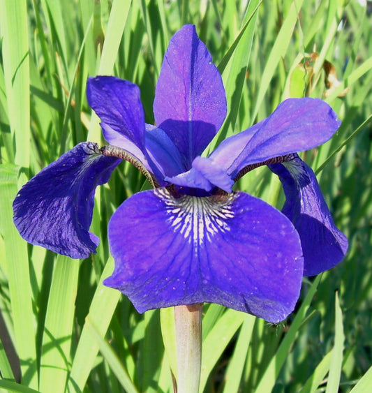 Iris s. 'Caesar's Brother' -Ship Only