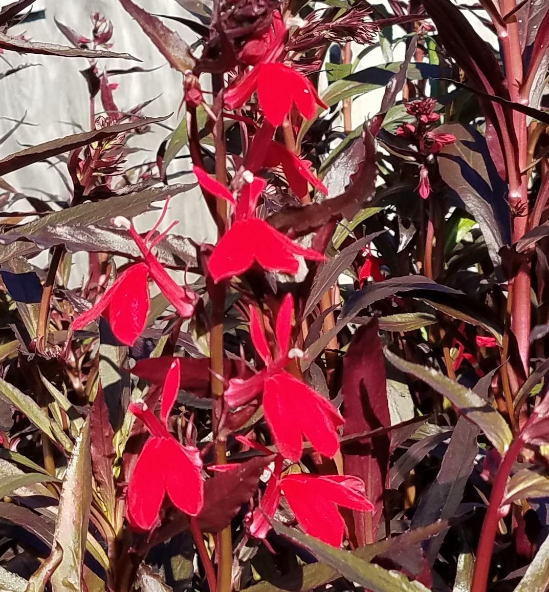 Lobelia 'Queen Victoria' -Ship Only