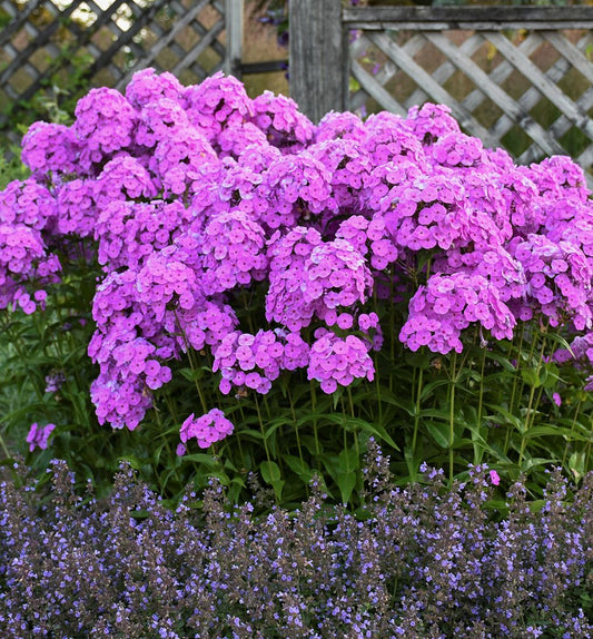 Phlox 'Fashionably Early Flamingo' -Ship Only