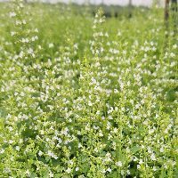 Calamintha nepeta ssp. Nepeta (Calamint) -Ship Only
