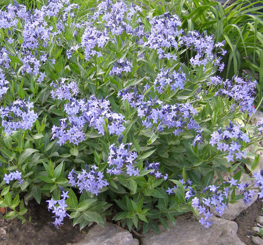Amsonia x 'Blue Ice' -Ship Only