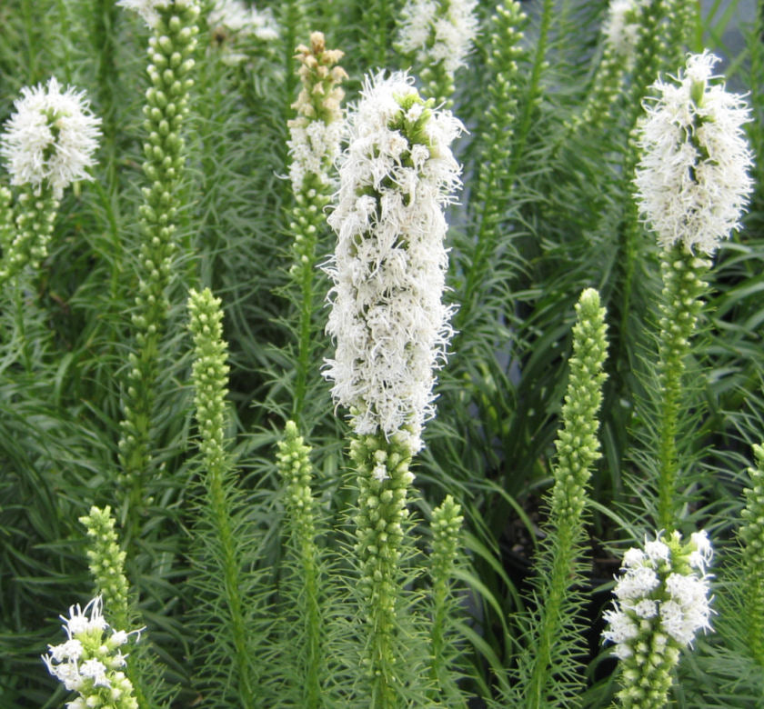 Liatris s. 'Floristan White' -Ship Only