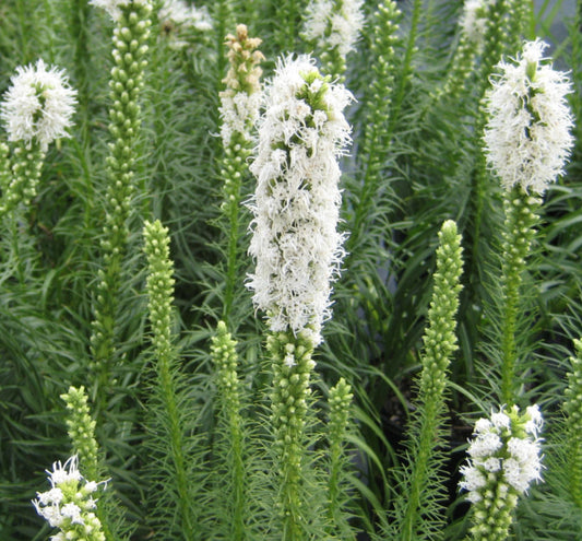 Liatris s. 'Floristan White' -Ship Only