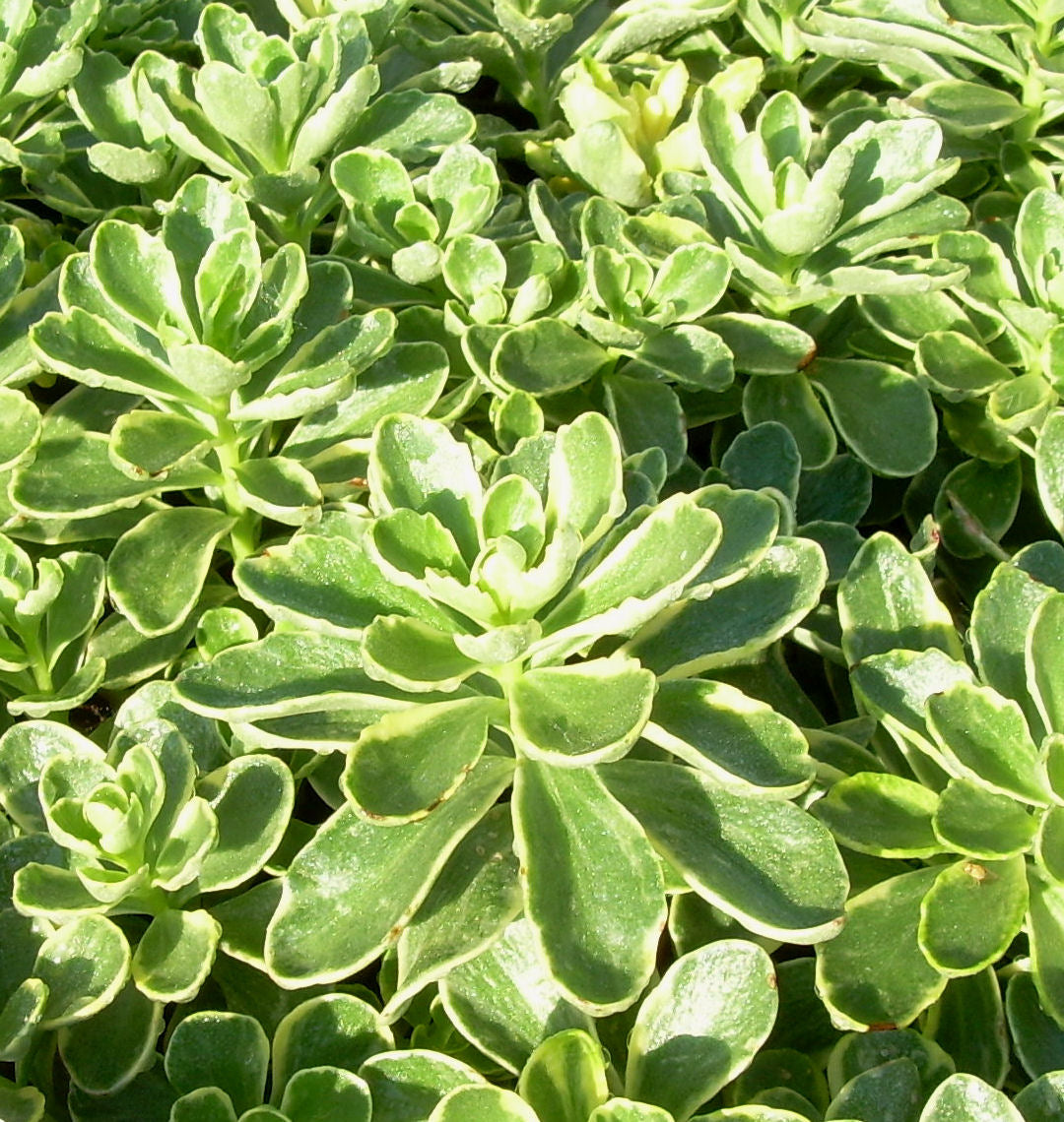 Sedum k. 'Variegatum' -Ship Only
