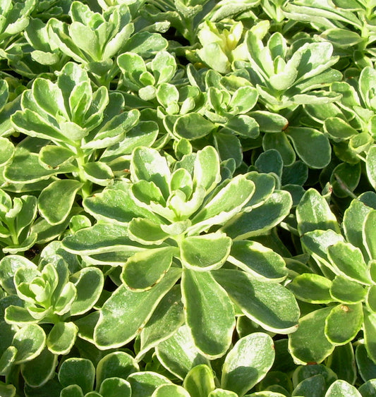 Sedum k. 'Variegatum' -Ship Only