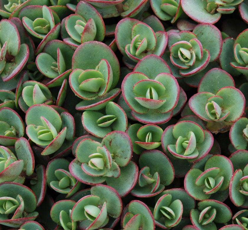 Sedum Sunsparkler® 'Lime Zinger' -Ship Only